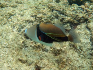 humuhumunukunuku apua a