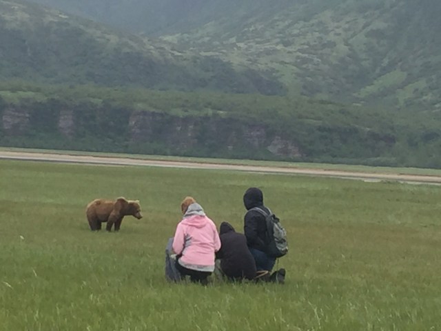 Barb only feet from brown bear