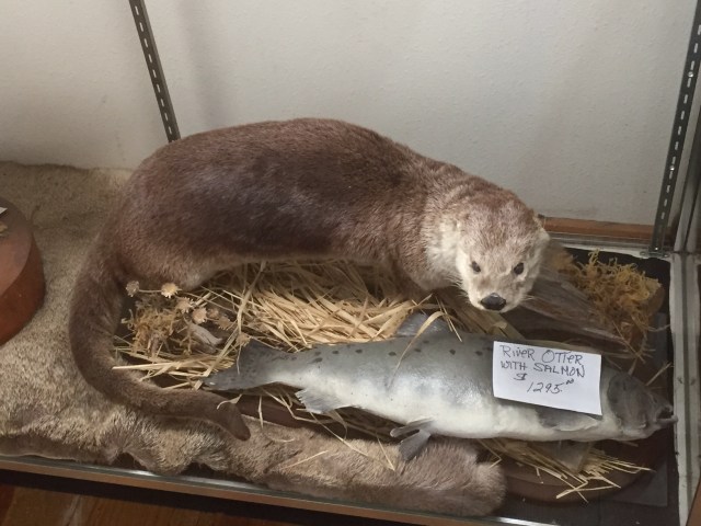 river otter